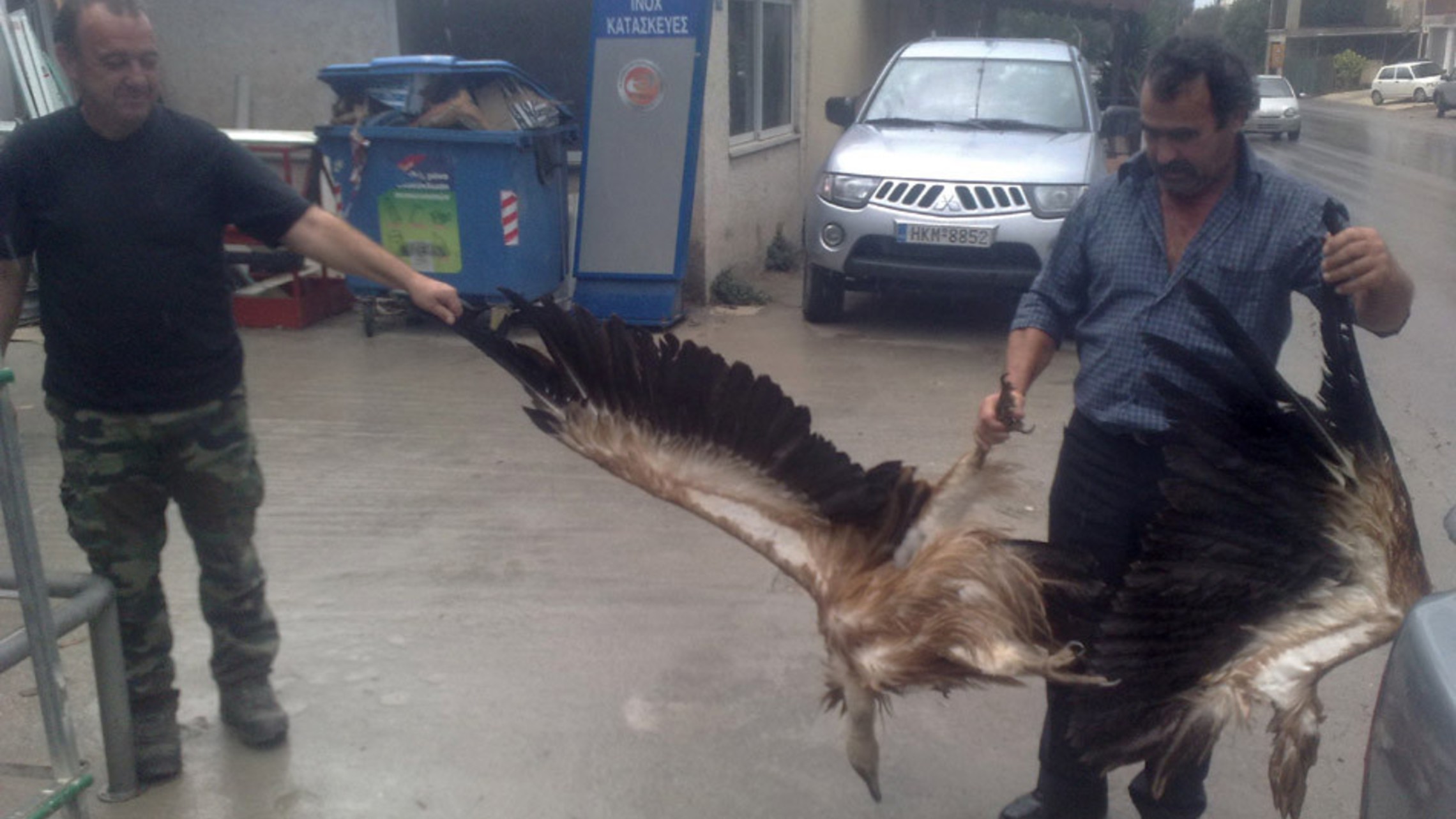 Wind Turbine Dead Griffin Vulture 2