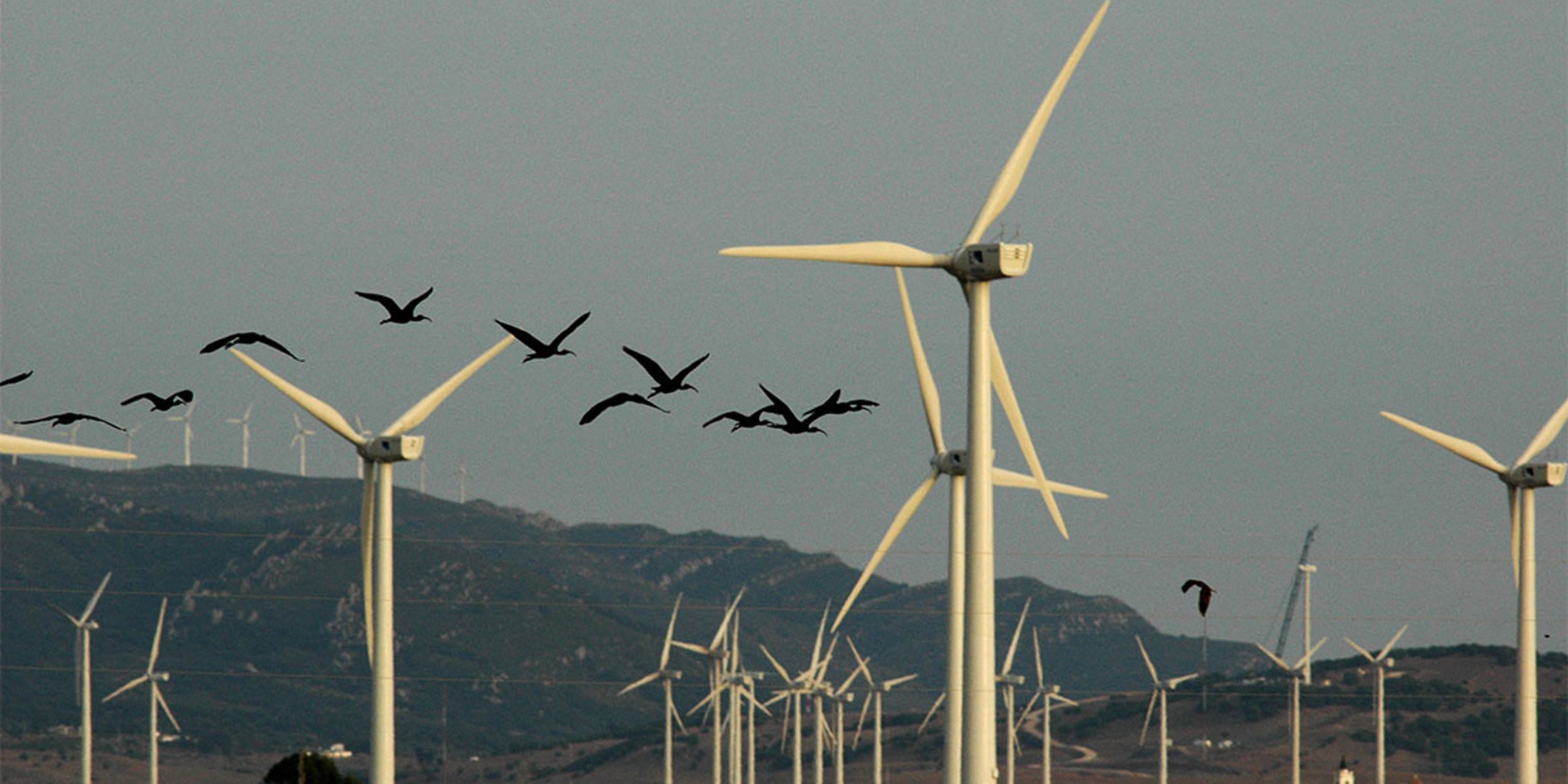 Spanish Wind Farms Kill 6 - 8 Million Birds and Bats