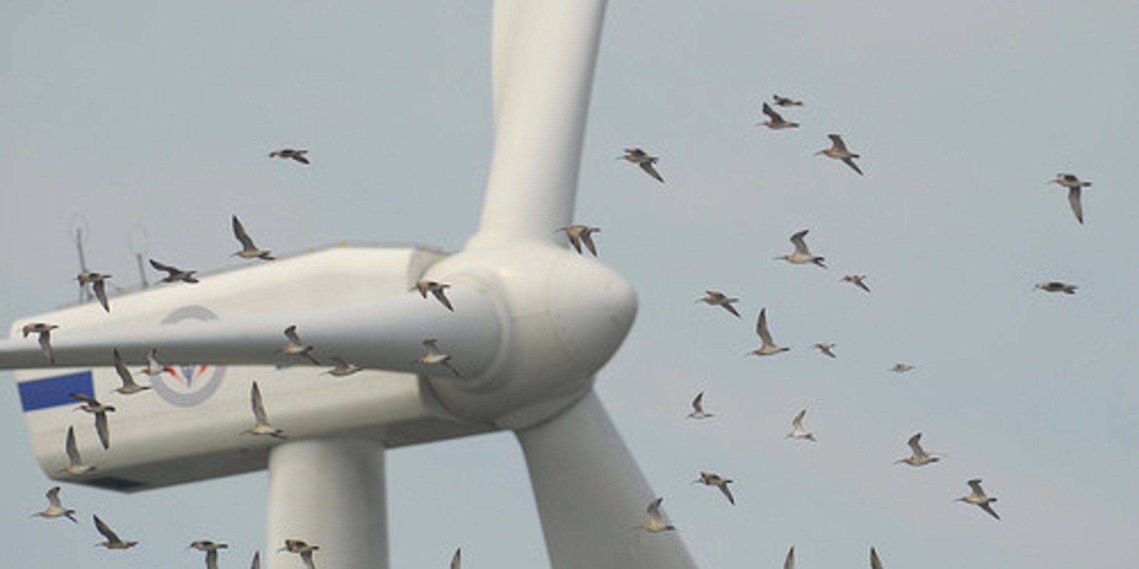 Wind Turbines And Birds Could Mix Usa1