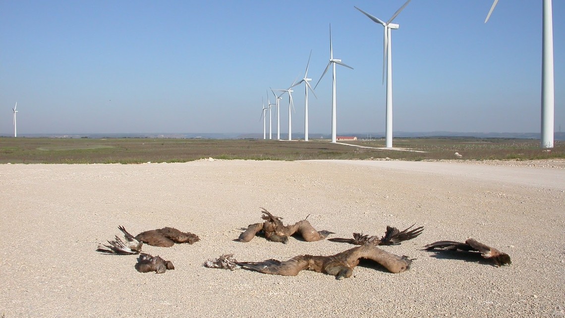 Windfarms kill 10-20 times more than previously thought