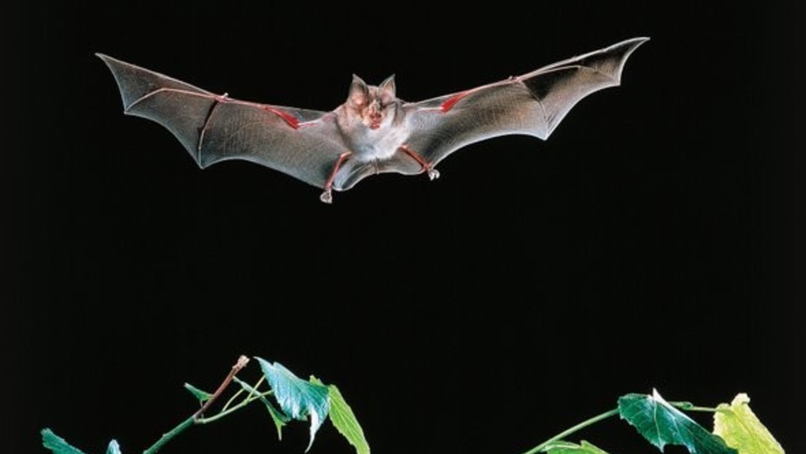 Bat Killings by Wind Energy Turbines Continue
