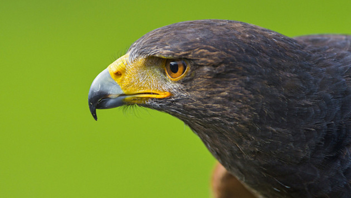 Study Proves How Little We Know About Wind Power and Eagle Mortality