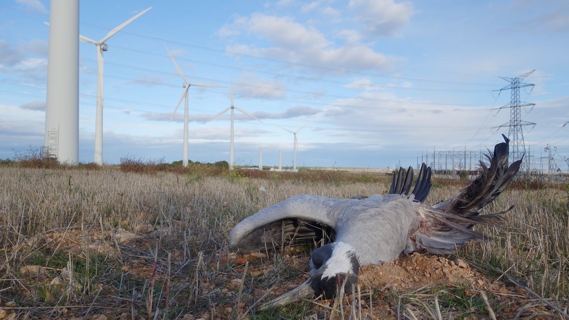 Wind farms: a slaughter kept hidden from the public