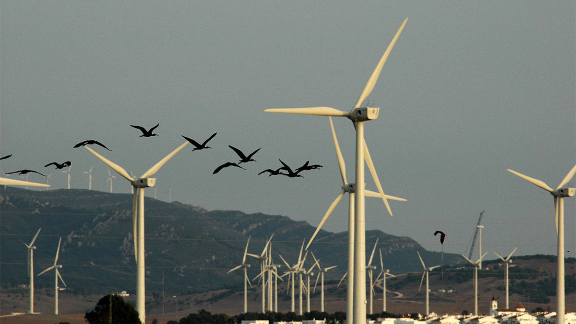 Spanish wind farms kill 6-18 million birds & bats a year