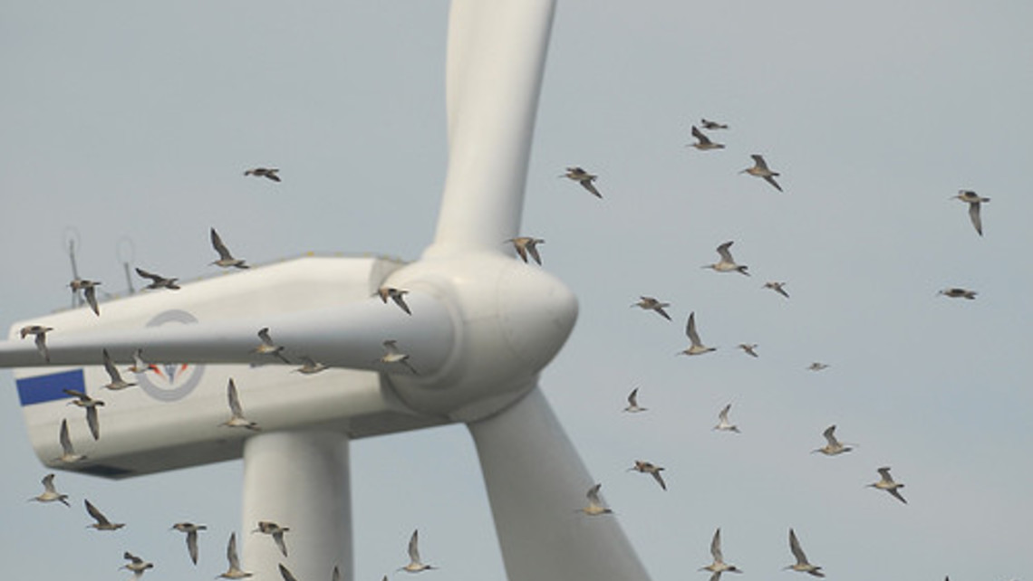 American Bird Conservancy says no to wind turbine project