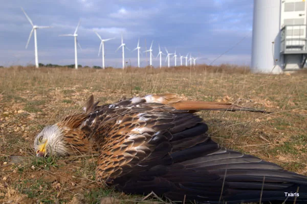 Turbine Blades Kill Birds and Bats